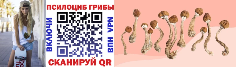 Псилоцибиновые грибы Cubensis  как найти   ссылка на мегу рабочий сайт  Вилючинск 